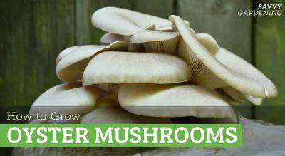 How to Grow Oyster Mushrooms at Home - savvygardening.com