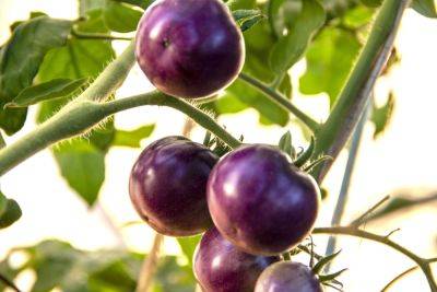 Are Purple Tomatoes the Next Big Veggie? - bhg.com - Usa - Georgia