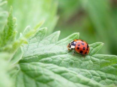 What Most People Get Wrong About Organic Pest Control in the Garden - treehugger.com - county Garden
