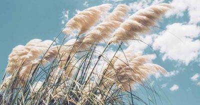 How to Plant, Grow, and Care for Pampas Grass - gardenerspath.com - Brazil - Argentina - Chile