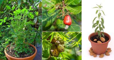 8 Best Nuts You Can Grow in Pots - balconygardenweb.com