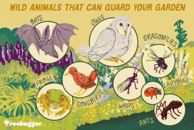 These Wild Animals Can Help Guard Your Garden - treehugger.com