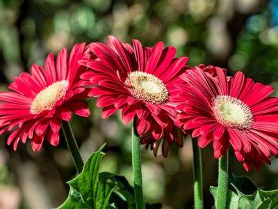 Asteraceae Family – List Of Plants In The Aster Family - gardeningknowhow.com