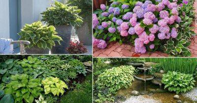 11 Awesome Ideas on Landscaping with Hostas - balconygardenweb.com - state Hawaii