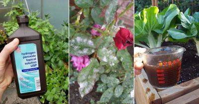 10 Effective Ways to Get Rid of Powdery Mildew - balconygardenweb.com