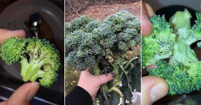 Broccoli Spider Mites Problem: Reasons and Solutions - balconygardenweb.com