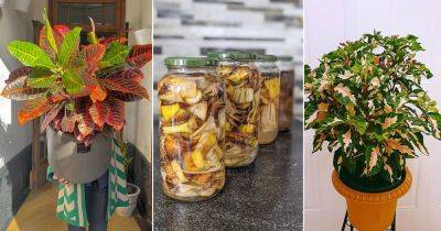 How to Use Banana Peels to Grow the Most Colorful Crotons - balconygardenweb.com