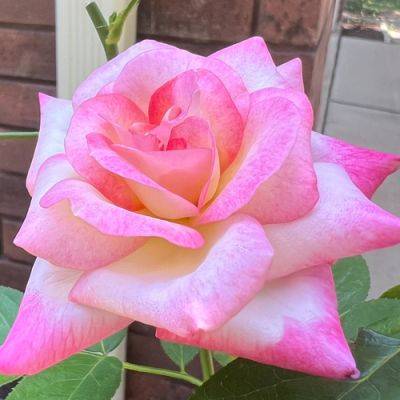 Roses in Texas - finegardening.com - state Texas