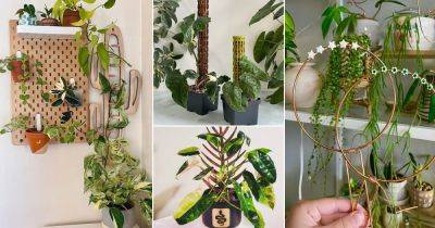 25 Unique Indoor Plant Support Ideas - balconygardenweb.com