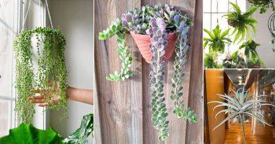 27 Best Houseplants for Hanging Baskets - balconygardenweb.com