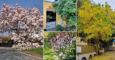 24 Best Fragrant Trees | Trees with Scented Flowers - balconygardenweb.com