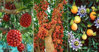 Names of 37 Fruits That Start With S - balconygardenweb.com - Vietnam - Indonesia