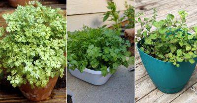 10 Herbs You Can Grow in Autumn | Best Fall Herbs - balconygardenweb.com - India - Mexico