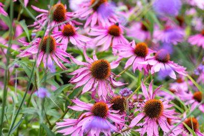 Echinacea: how to grow & choose the best - theenglishgarden.co.uk - Britain - Greece - state Missouri - state Virginia - state Oklahoma - county Garden