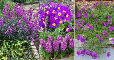 23 Most Fragrant Purple Flowers - balconygardenweb.com