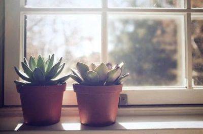 Some Famous Succulent Myths Busted! - balconygardenweb.com