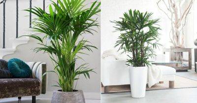 7 Low Light Indoor Palms That Need No Sunlight! - balconygardenweb.com