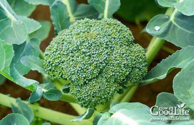How to Grow Broccoli - growagoodlife.com