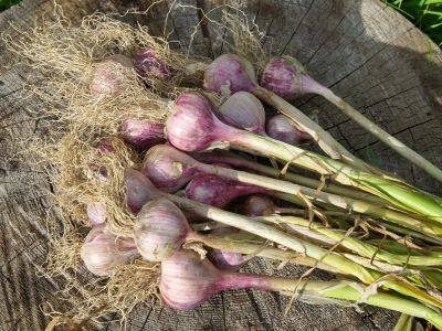 How can you tell when to harvest garlic bulbs? - theprovince.com