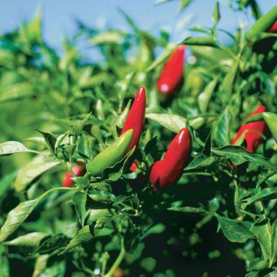 Growing Chile Peppers for Those Who Like it Hot - finegardening.com - Mexico - Thailand - Chile