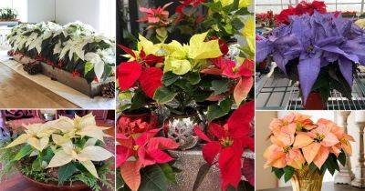 32 Different Types of Poinsettia Color Pictures - balconygardenweb.com