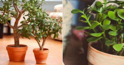 7 Credible Scientifically Proven Jade Plant Benefits - balconygardenweb.com