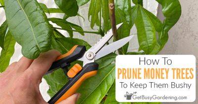 How To Prune A Money Tree (Pachira aquatica) - getbusygardening.com