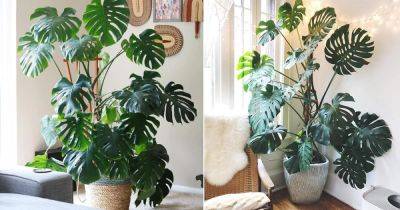 Split-Leaf Philodendron Care | How to Grow Split-Leaf Philodendron - balconygardenweb.com - India - Switzerland - Mexico