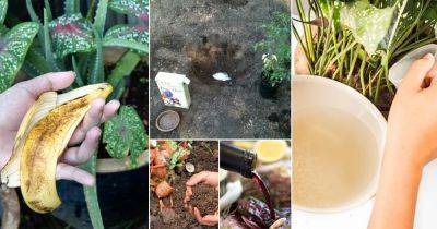 15 Homemade DIY Fertilizer Recipes from Food Scraps & Kitchen Leftovers - balconygardenweb.com