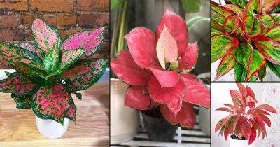 12 Most Colorful Aglaonema Varieties You Can Grow! - balconygardenweb.com - China
