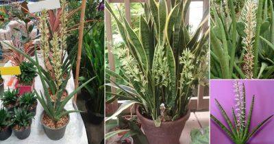 14 Beautiful Snake Plants that Flower | Best Sansevieria Flowers - balconygardenweb.com - India - city Sansevieria