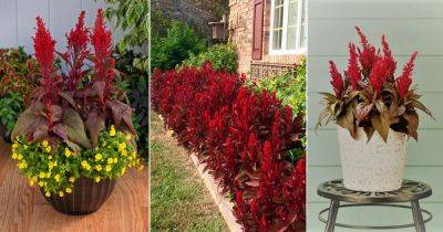 Celosia Dragon's Breath Care and Growing Guide - balconygardenweb.com