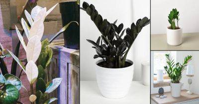 10 Ultimate ZZ Plant Types | Best ZZ Varieties To Grow - balconygardenweb.com