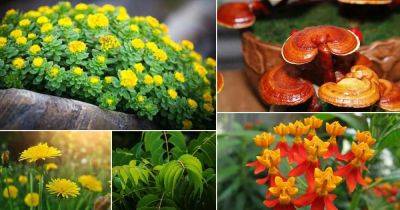 48 Best Medicinal Plants with Their Benefits - balconygardenweb.com