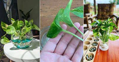 Propagating and Growing Pothos in Water - balconygardenweb.com