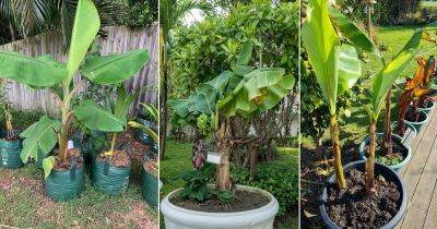 How to Grow Banana Trees | Growing Banana Trees in Pots - balconygardenweb.com