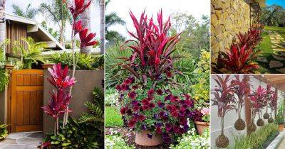 31 Fabulous Landscaping with Cordyline Ideas - balconygardenweb.com