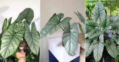 Alocasia Corazon Care and Growing Guide - balconygardenweb.com