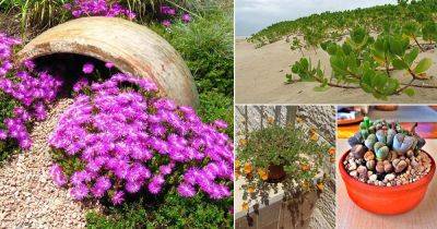 16 Succulents You Can Grow in Sand - balconygardenweb.com