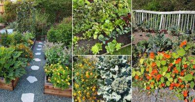 13 Broccoli Companion Plants + Plants You Should Avoid Growing With Broccoli - balconygardenweb.com