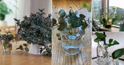 10 Indoor Vines that Grow in Water - balconygardenweb.com - Britain