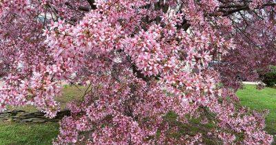 How to Grow and Care for Crabapple Trees - gardenerspath.com