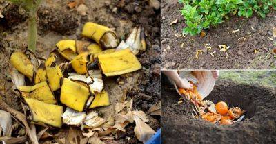 8 Best Fruit Peels You Can Use as Fertilizers - balconygardenweb.com