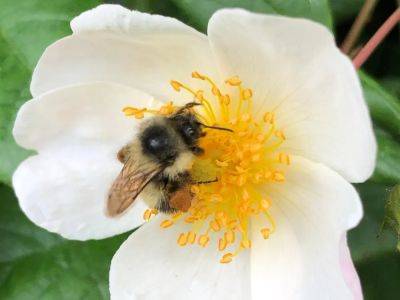 Brian Minter: Beautiful ways to attract pollinators - theprovince.com