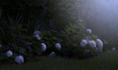 How To Plant A Moon Garden - southernliving.com