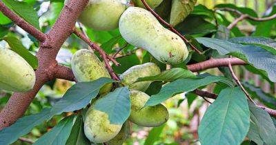 How to Grow and Care for Pawpaw Trees - gardenerspath.com - Usa - state Indiana