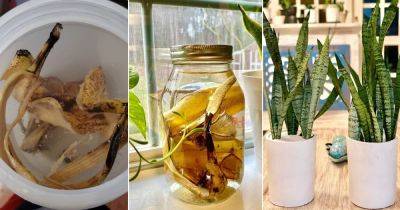 This Banana Peel Water Can Boost Plant Growth Quickly - balconygardenweb.com - Britain
