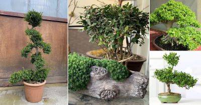 22 Best Japanese Holly Bonsai Tree Pictures - balconygardenweb.com - Japan