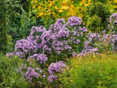 Best Place To Plant Asters For Years Of Blooms - gardeningknowhow.com