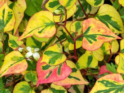 11 Discover Invasive Plants That Spell Trouble - gardeningknowhow.com